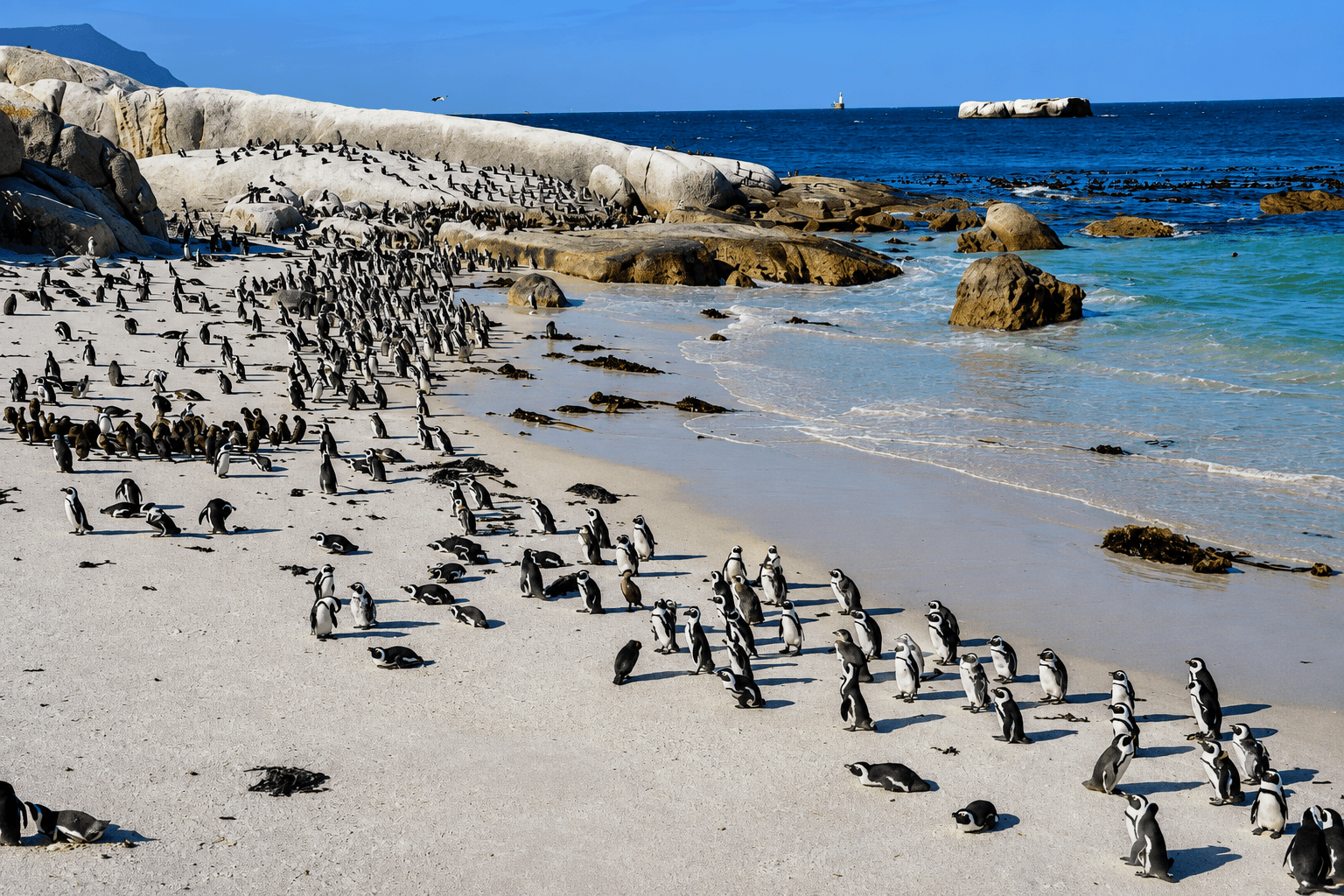 Boulders Beach penguins