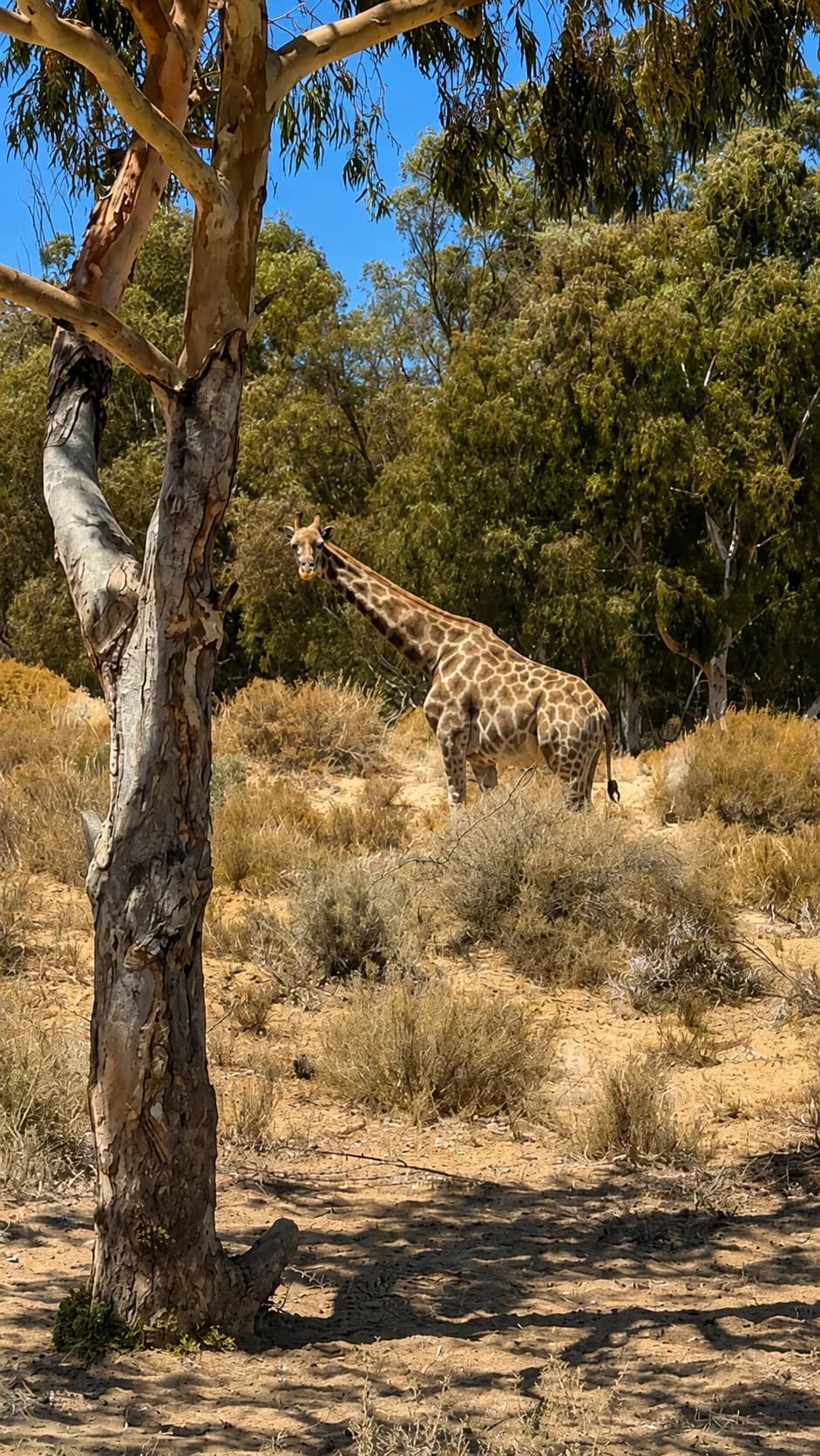 Giraffe at a Cape wildlife sanctuary