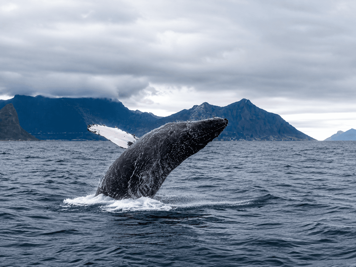 Humpback whale breach