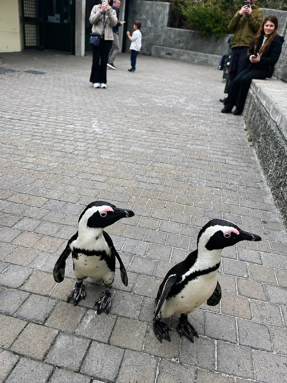 African penguins at Boulders Beach