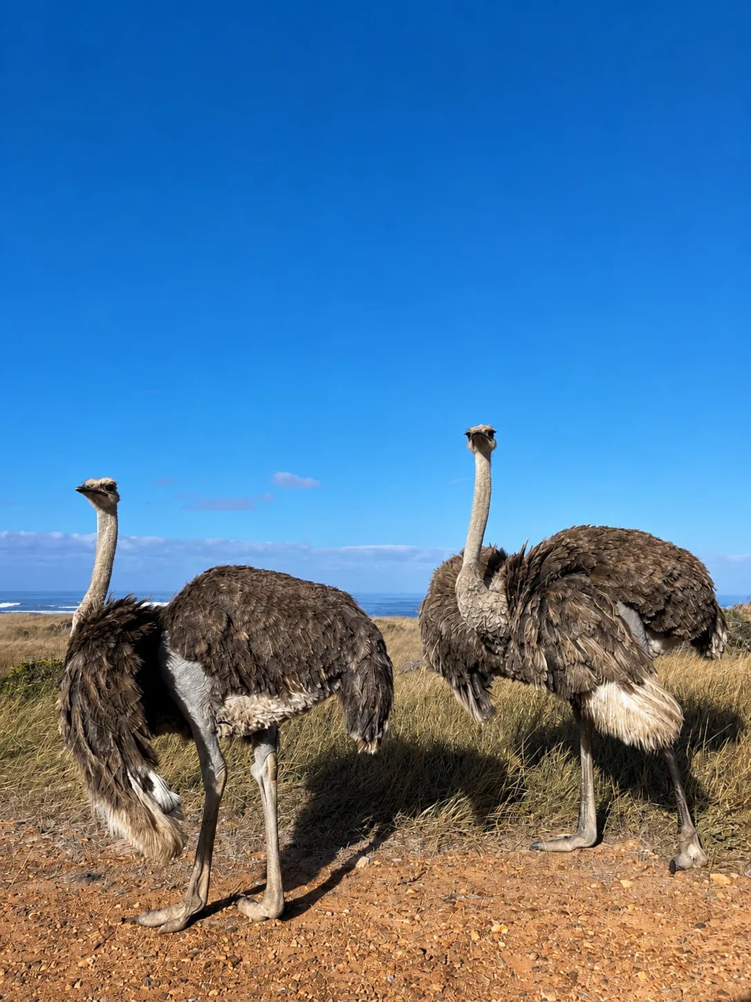 Ostriches along the Cape Point coastline